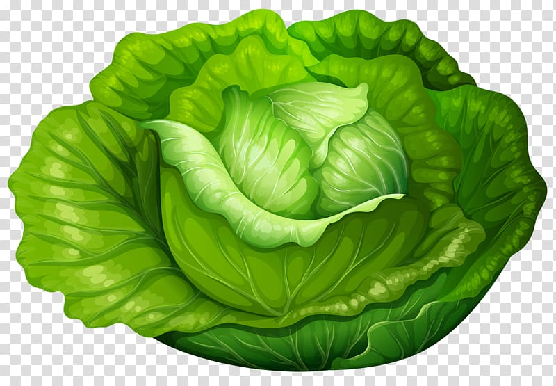 Cabbage roll Chinese cabbage Vegetable, cabbage transparent background PNG clipart