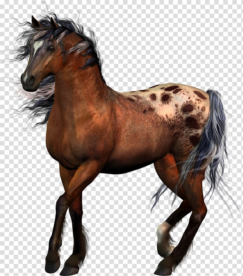 Horse Tack Equestrian Western riding, horse transparent background PNG clipart