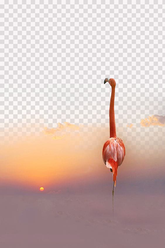 Greater flamingo Bird, South Africa Flamingo transparent background PNG clipart