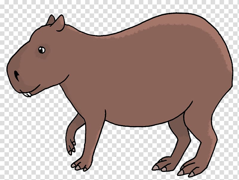 Capybara Bear Wombat Scientist Drawing, bear transparent background PNG clipart