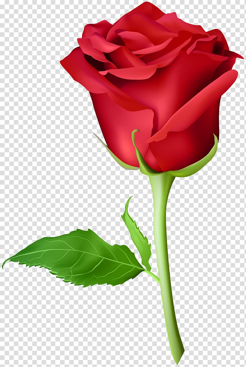 Red rose illustration, Rose Orange Purple , Rose Red transparent ...