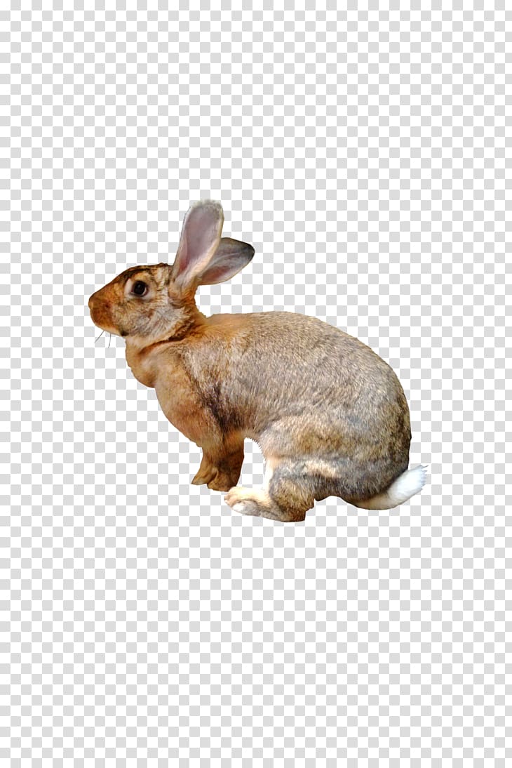 Domestic rabbit Hare Fauna New England cottontail, rabbit transparent background PNG clipart