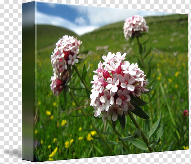 Flowering plant Wildflower Shrub, tibetan arts transparent background PNG clipart