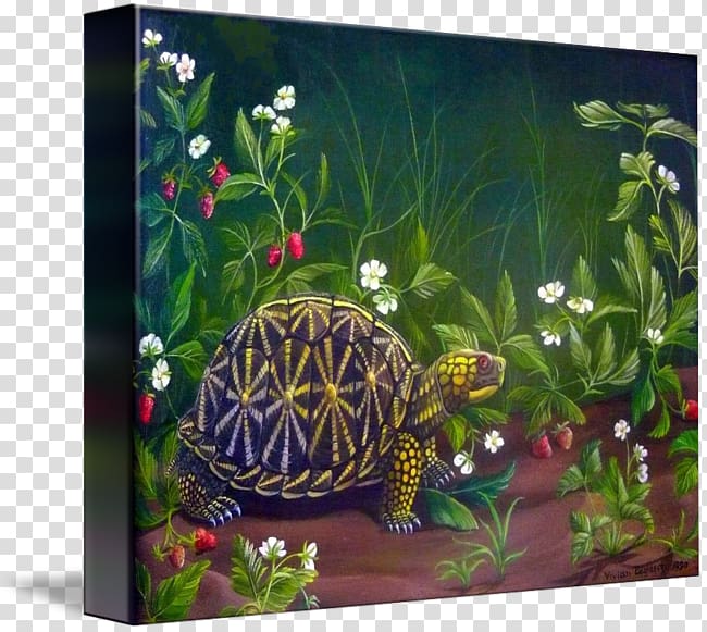 Box turtles Tortoise Florida box turtle Aquariums, turtle transparent background PNG clipart