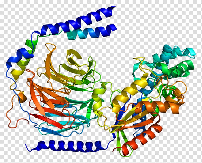 Wikipedia Gene Protein subunit GNG2, others transparent background PNG clipart