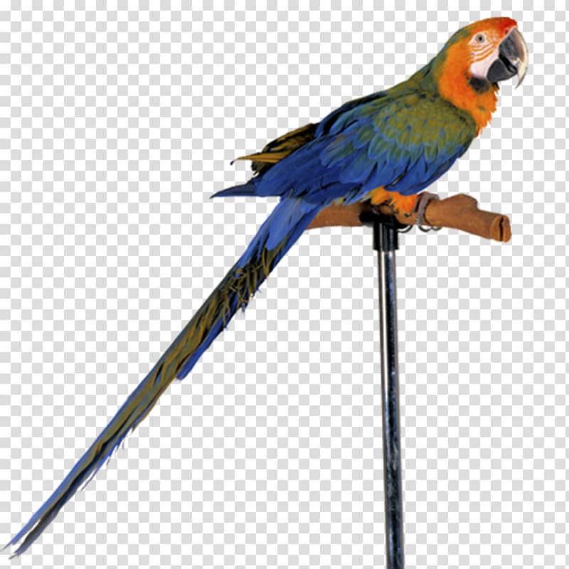 Parrot Vertebrate Bird , parrot transparent background PNG clipart Parrot Vertebrate Bird , parrot transparent background PNG clipart