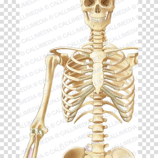 Thorax Coronal plane Bone Neck Anatomy, skull transparent background PNG clipart