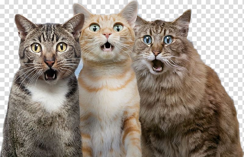 Cat Dog Pet, Surprised cat, three cats illustration transparent background PNG clipart