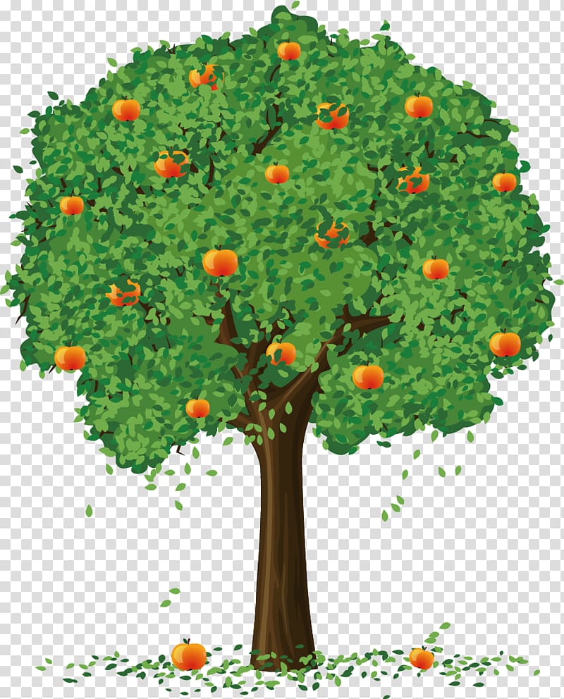 Apple Fruit tree , Apple Tree transparent background PNG clipart