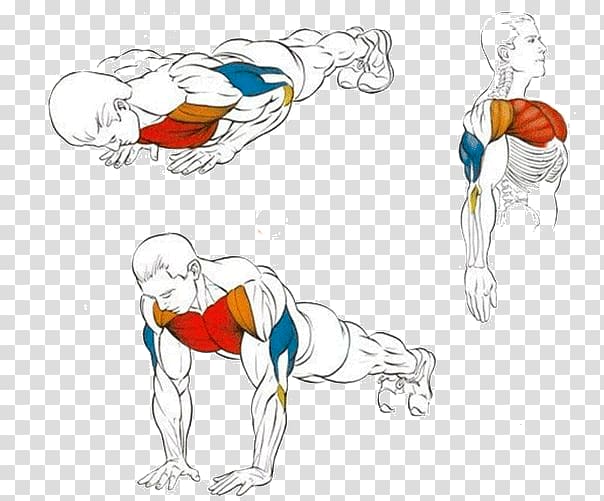 Push-up Exercise Triceps brachii muscle Dumbbell Fitness Centre, dumbbell transparent background PNG clipart