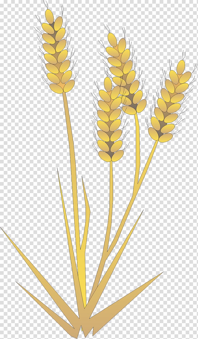 Rice gadu Barley Paddy Field, barley,Rice,paddy,Rice,food transparent background PNG clipart