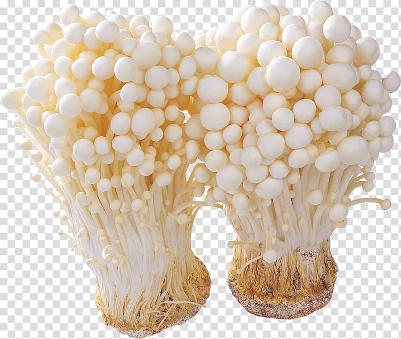 Mushroom Ingredient Fungus Enokitake, mushroom transparent background PNG clipart