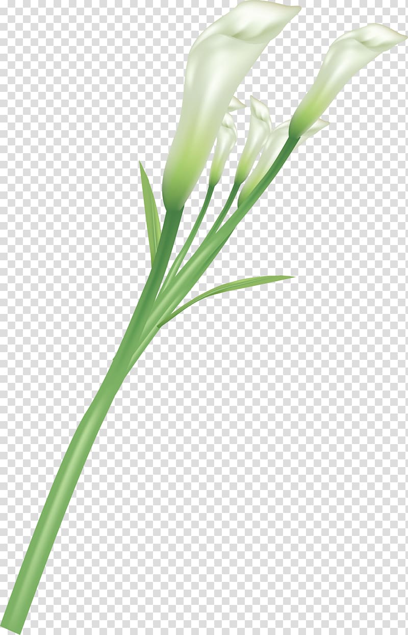 Lilium Flower, callalily transparent background PNG clipart