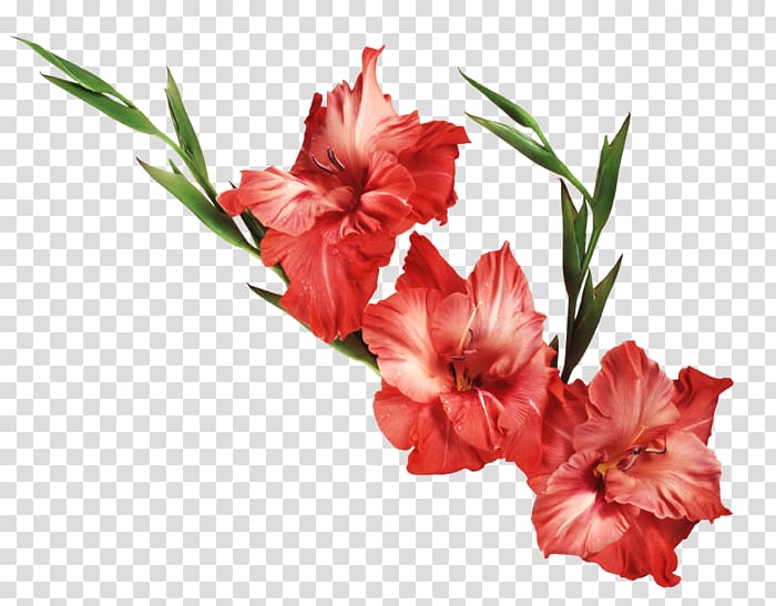 Desktop Gladiolus Drawing , gladiolus transparent background PNG clipart