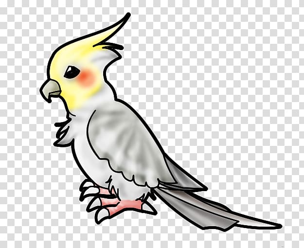 Cockatiel Budgerigar Bird Drawing , Bird transparent background PNG clipart