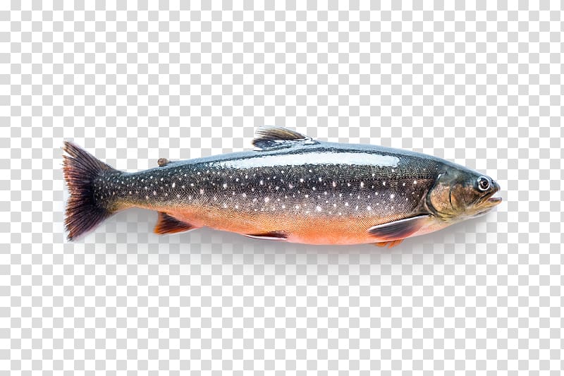 Sardine Salmon Arctic char Fish Trout, fish transparent background PNG clipart