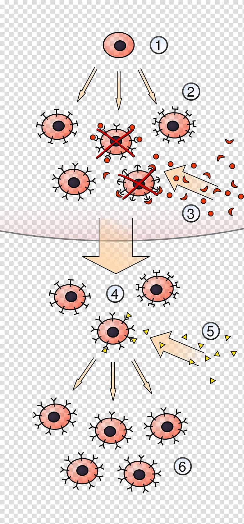 Clonal selection algorithm Lymphocyte Antigen Immune system, hematopoietic stem cells transparent background PNG clipart