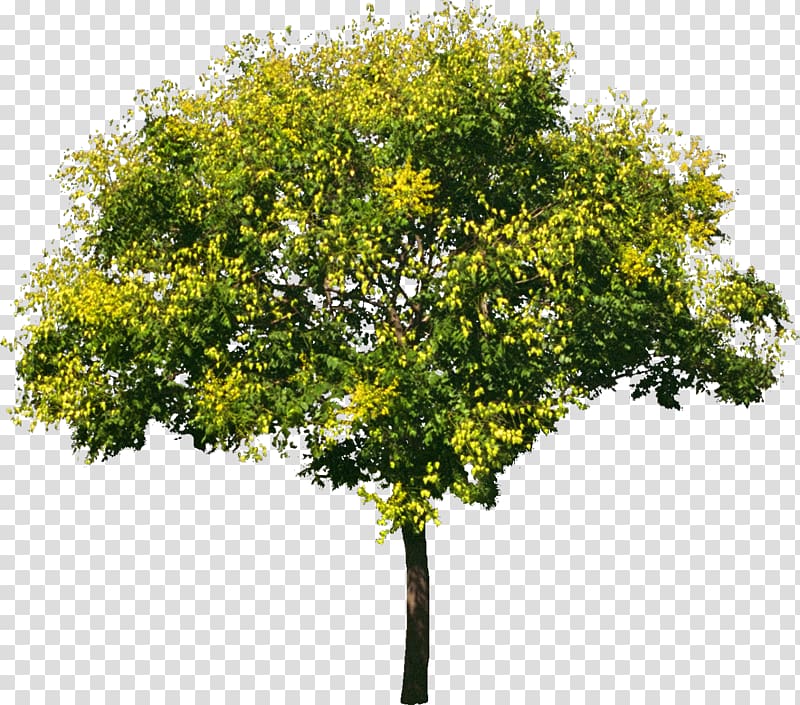 Tree Oak, bushes transparent background PNG clipart