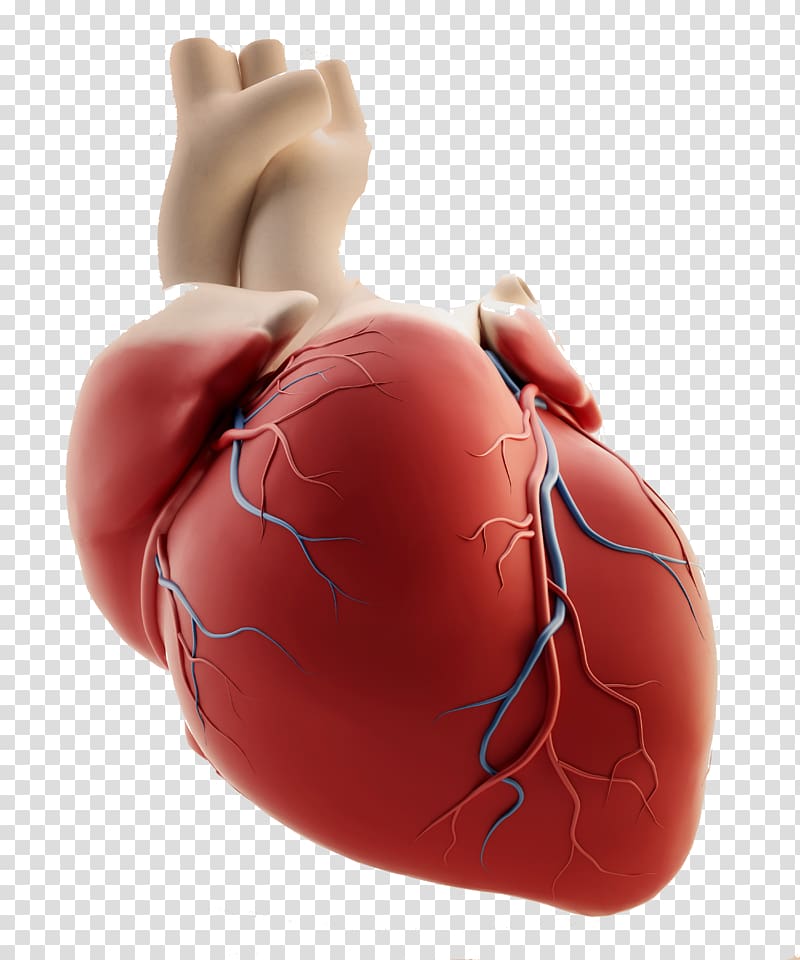 heart organ transparent background PNG clipart