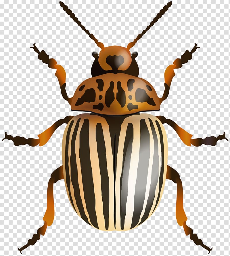 Japanese rhinoceros beetle , beetle transparent background PNG clipart