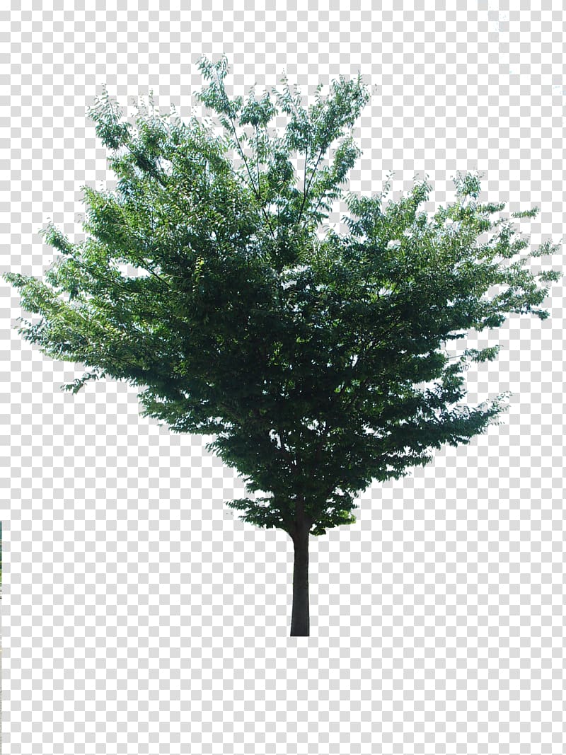 Spruce Shrub, Albero transparent background PNG clipart