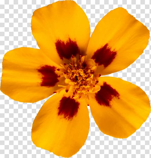 Mistaken Adversary Flower Yellow, flower transparent background PNG clipart