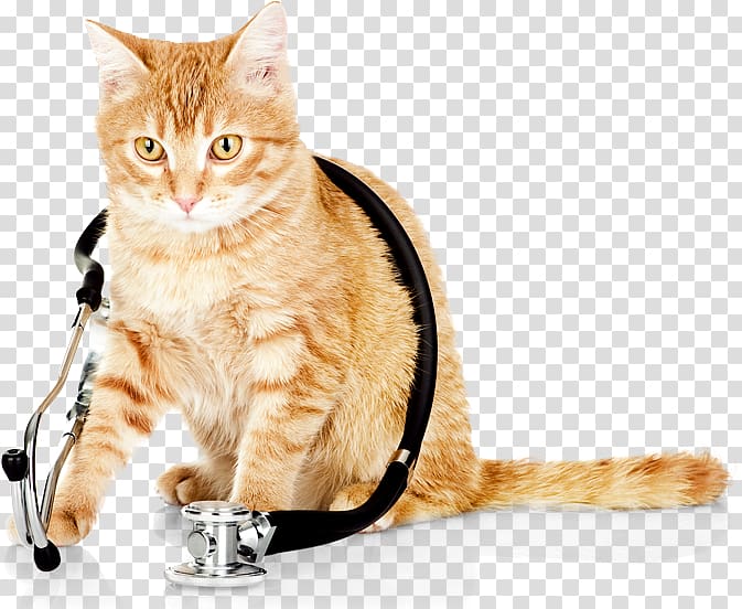 orange tabby cat, Cat Kitten Dog Veterinarian Veterinary medicine, Cat wearing a stethoscope transparent background PNG clipart