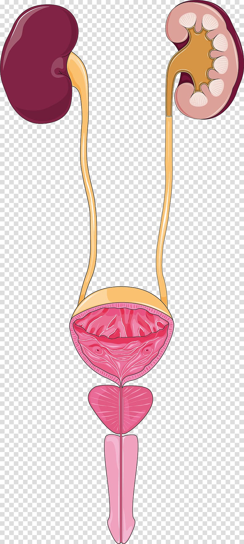 Excretory system Urine Urinary tract infection Kidney, others transparent background PNG clipart