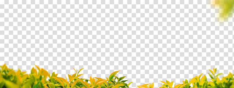 , Yellow-green simple grass bureaucratic texture transparent background PNG clipart