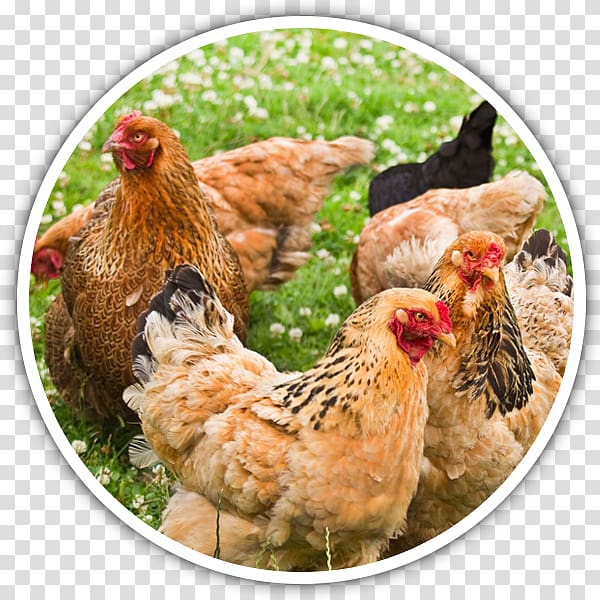Brahma chicken Silkie Poultry farming Breed, poultry eggs transparent background PNG clipart