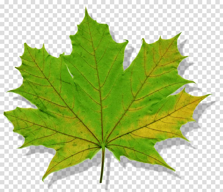 Maple leaf Norway maple Tree Silver maple, Leaf transparent background PNG clipart