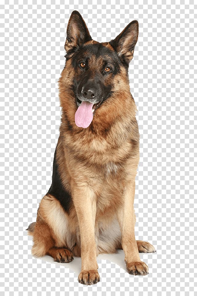 Old German Shepherd Dog Shiloh Shepherd dog, puppy transparent background PNG clipart