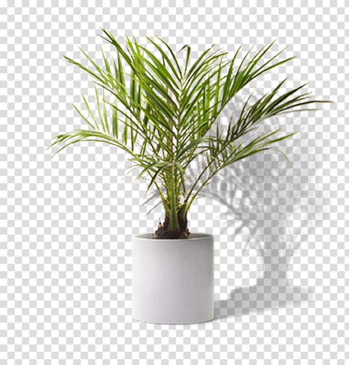Houseplant Yucca, plant transparent background PNG clipart