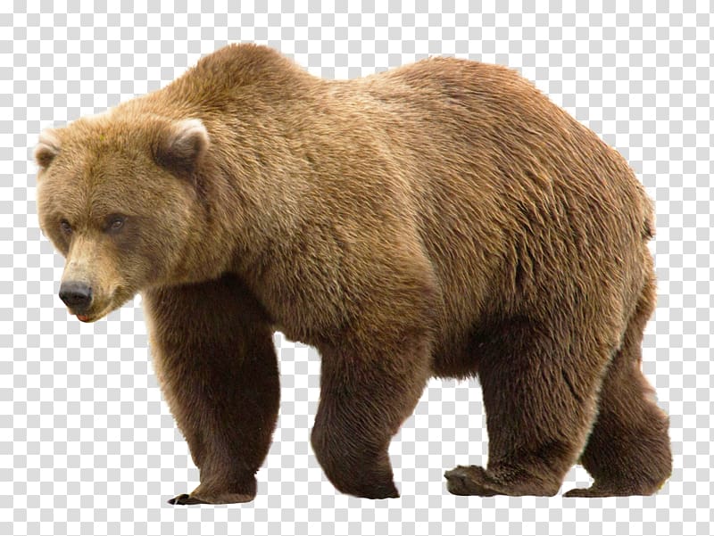 bear PNG transparent image download, size: 600x482px