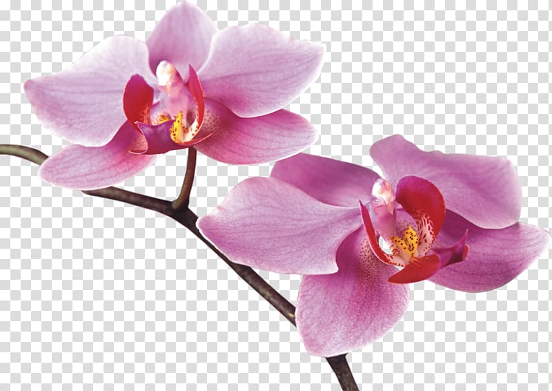 two pink moth orchids in bloom, Orchids Flower Digital , orchid transparent background PNG clipart