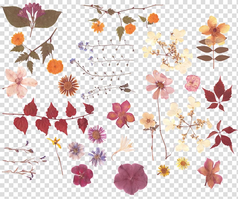 assorted-color petaled flowers illustrations, Pressed flower craft Nosegay Flower bouquet, Dried leaves flowers transparent background PNG clipart