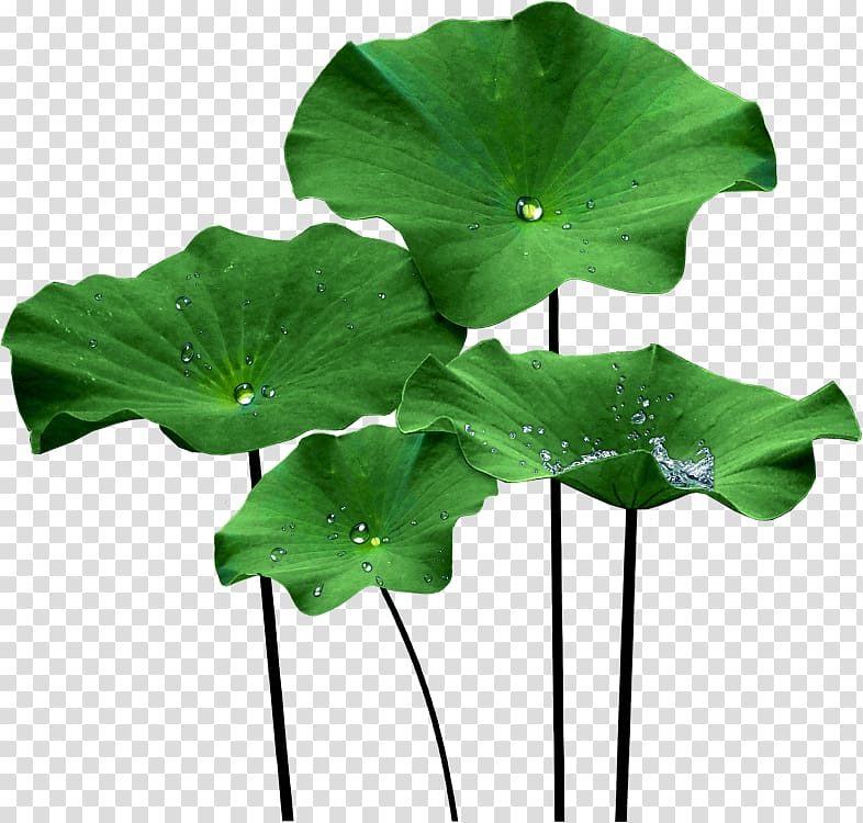 water on green leafed plant, Nelumbo nucifera Lotus effect Leaf , jelly transparent background PNG clipart