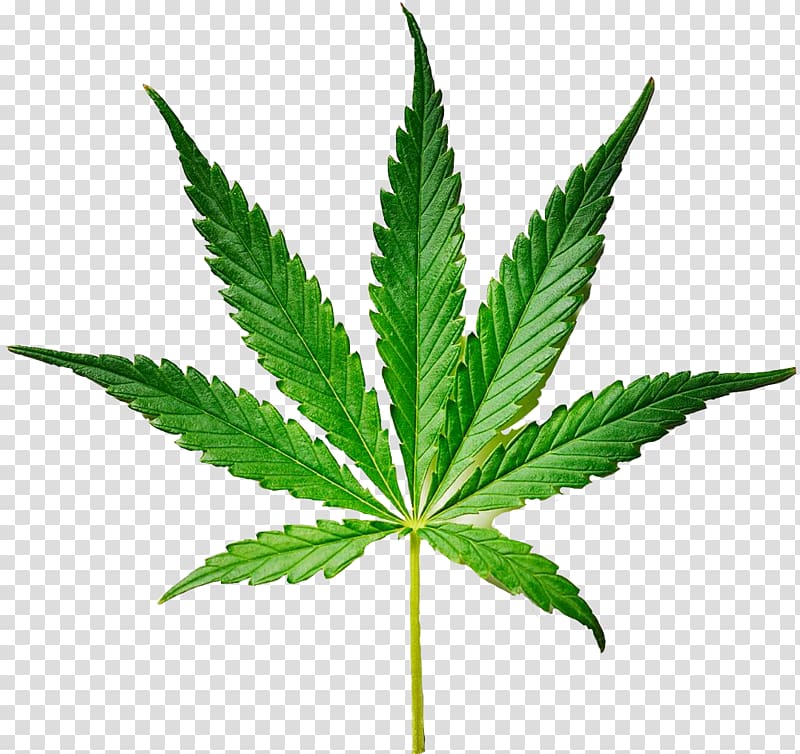 Weed the People Legality of cannabis Legalization Medical cannabis, cannabis transparent background PNG clipart