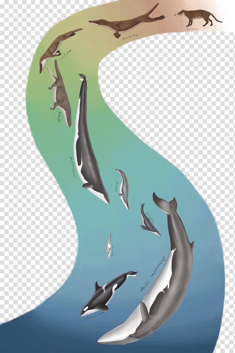 Cetacea Killer whale Evolution Livyatan Pakicetus, Whale Whale transparent background PNG clipart