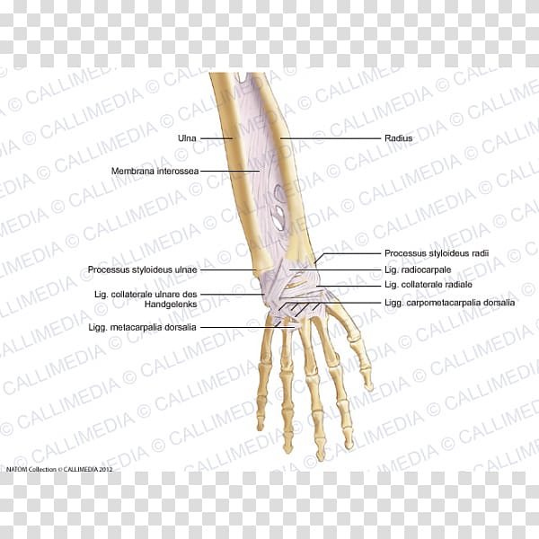 Thumb Bone Forearm Ligament Anatomy, hand transparent background PNG clipart