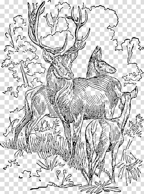 Red deer White-tailed deer Roe deer Antler, deer transparent background PNG clipart