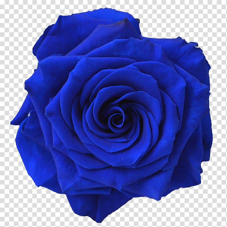 blue roses clipart