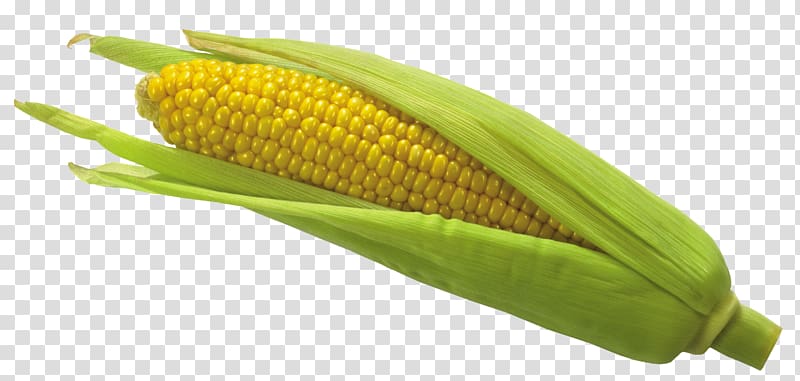 Maize , Corn , of yellow corn transparent background PNG clipart