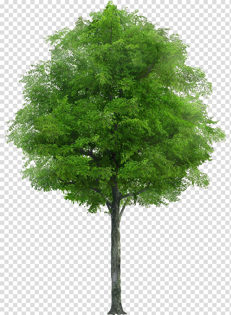 Tree Oak Apple, tree transparent background PNG clipart