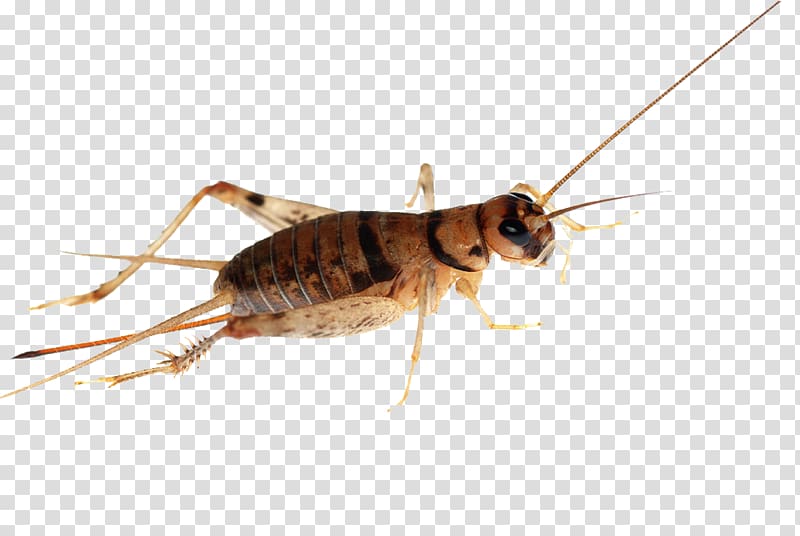 Cricket Insect Cockroach, cricket transparent background PNG clipart