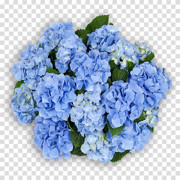 Hydrangea Cut flowers Blue Pink, flower transparent background PNG clipart