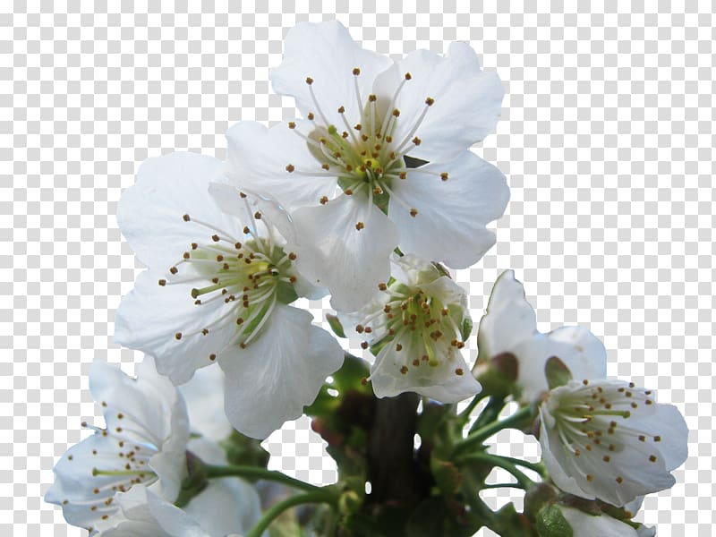 National Cherry Blossom Festival Brush, cherry blossom transparent background PNG clipart