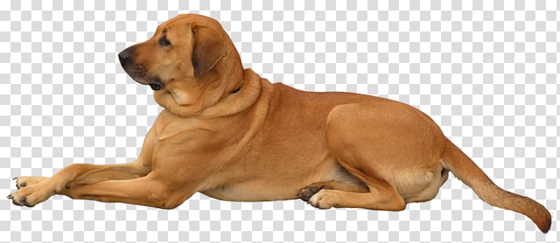 Shar Pei Puppy , puppy transparent background PNG clipart
