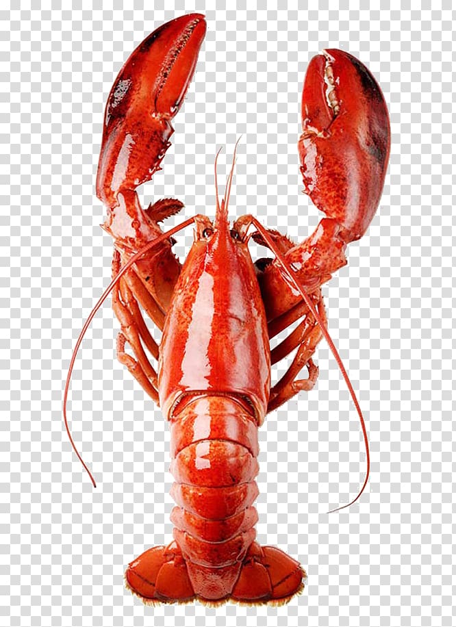 American lobster Homarus gammarus Caridea Palinurus elephas Crayfish, Century lobster transparent background PNG clipart