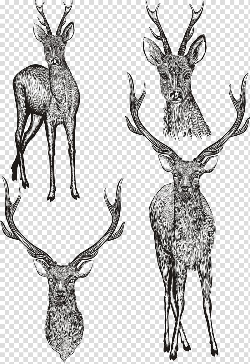 Drawing Illustration, hand painted deer transparent background PNG clipart
